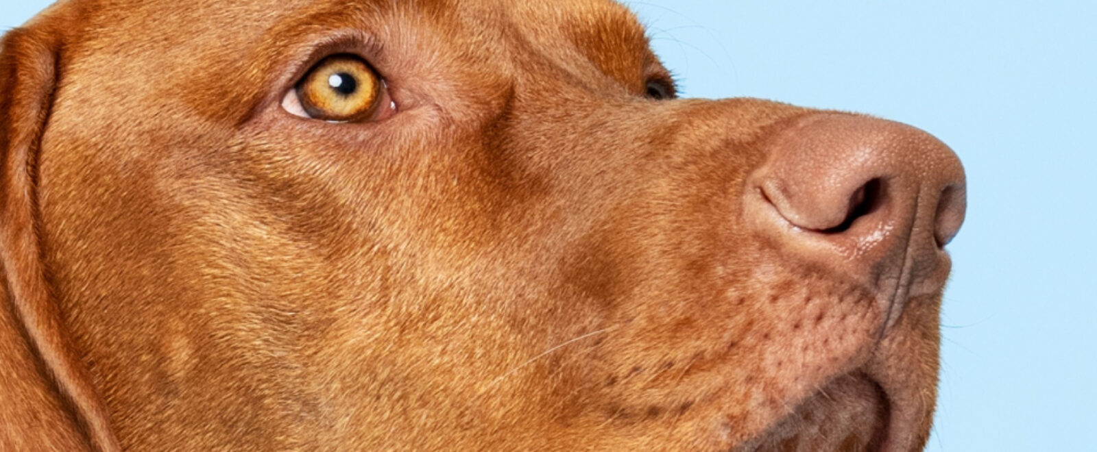 Close-up of a dog on a blue background