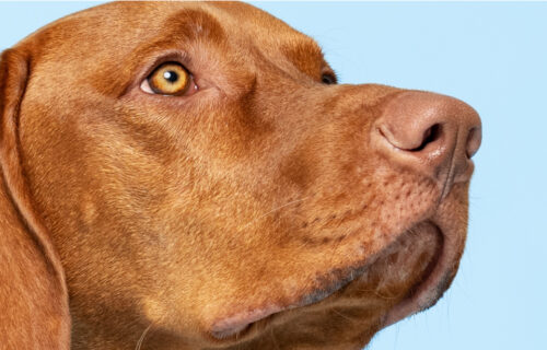 Close-up of a dog on a blue background
