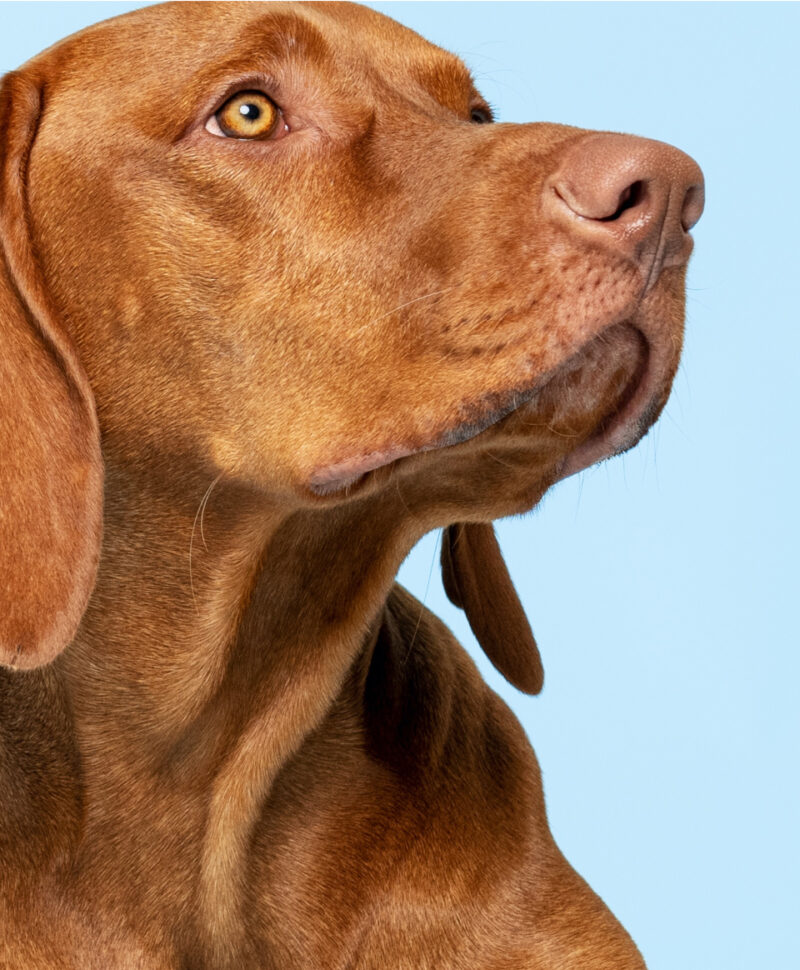 Close-up of a dog on a blue background